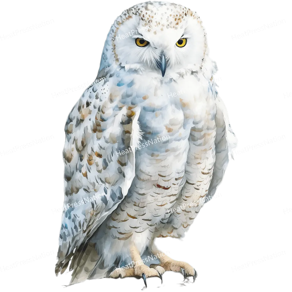 White Owl Front Design